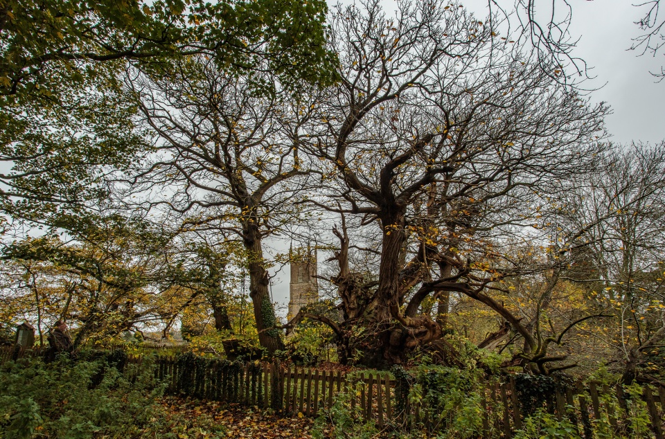 The Oldest Chestnut&nbsp;Around